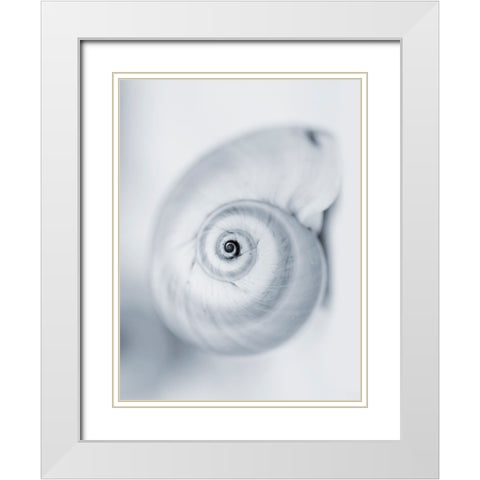 Moon Snail White Modern Wood Framed Art Print with Double Matting by Telik, Tracey