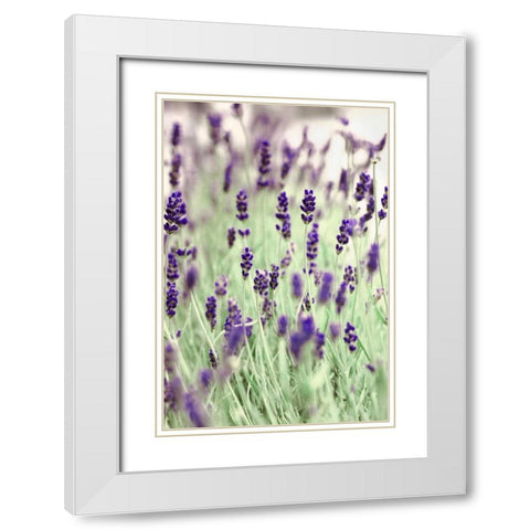 Lavenders In the Field White Modern Wood Framed Art Print with Double Matting by Telik, Tracey