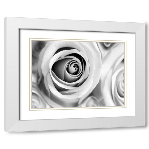 White Noise Rose 1 White Modern Wood Framed Art Print with Double Matting by Telik, Tracey