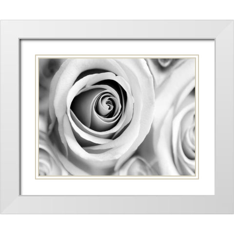 White Noise Rose 1 White Modern Wood Framed Art Print with Double Matting by Telik, Tracey