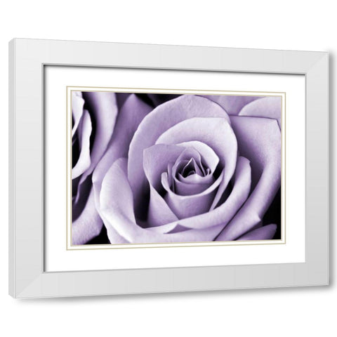 Lavender Rose White Modern Wood Framed Art Print with Double Matting by Telik, Tracey