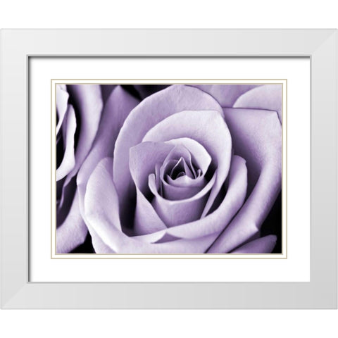 Lavender Rose White Modern Wood Framed Art Print with Double Matting by Telik, Tracey