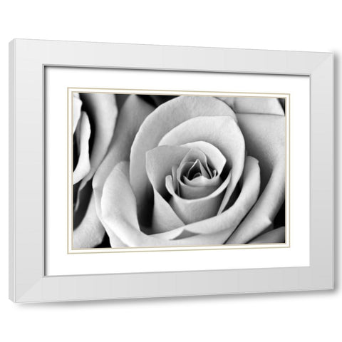 White Noise Rose 2 White Modern Wood Framed Art Print with Double Matting by Telik, Tracey