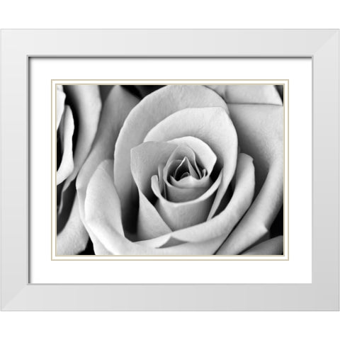 White Noise Rose 2 White Modern Wood Framed Art Print with Double Matting by Telik, Tracey