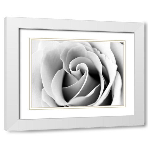 White Noise Rose 3 White Modern Wood Framed Art Print with Double Matting by Telik, Tracey