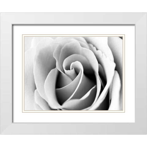 White Noise Rose 3 White Modern Wood Framed Art Print with Double Matting by Telik, Tracey