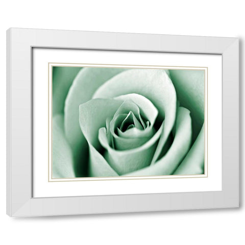 Jade Rose White Modern Wood Framed Art Print with Double Matting by Telik, Tracey