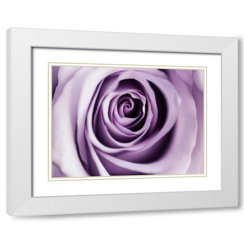 Lavender Bloom White Modern Wood Framed Art Print with Double Matting by Telik, Tracey