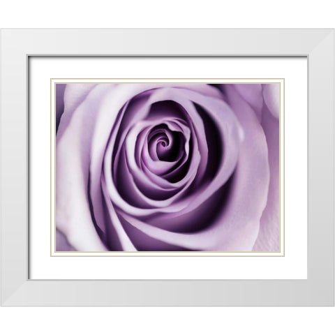 Lavender Bloom White Modern Wood Framed Art Print with Double Matting by Telik, Tracey