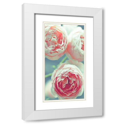 English Roses White Modern Wood Framed Art Print with Double Matting by Telik, Tracey