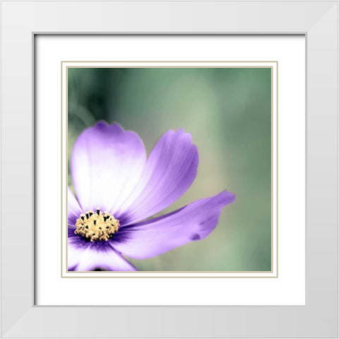 Lonely Lilac 1 White Modern Wood Framed Art Print with Double Matting by Telik, Tracey