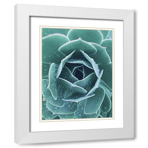 Succulent with Dew 1 White Modern Wood Framed Art Print with Double Matting by Urban Epiphany