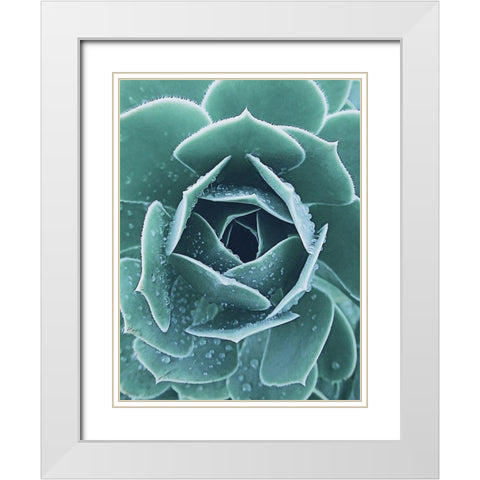 Succulent with Dew 1 White Modern Wood Framed Art Print with Double Matting by Urban Epiphany