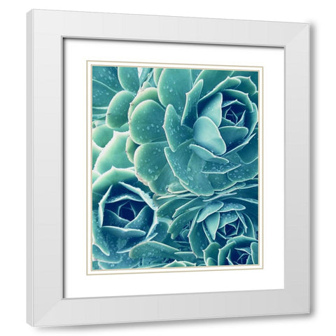 Succulent with Dew 2 White Modern Wood Framed Art Print with Double Matting by Urban Epiphany
