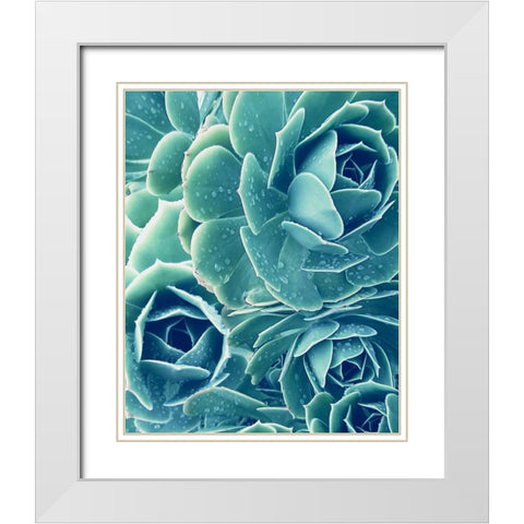 Succulent with Dew 2 White Modern Wood Framed Art Print with Double Matting by Urban Epiphany