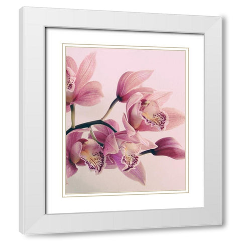Pink Orchids White Modern Wood Framed Art Print with Double Matting by Urban Epiphany