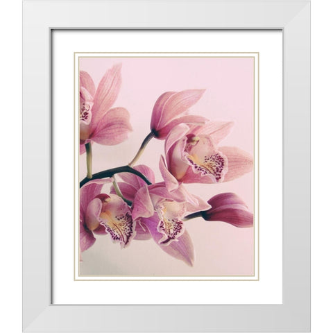 Pink Orchids White Modern Wood Framed Art Print with Double Matting by Urban Epiphany