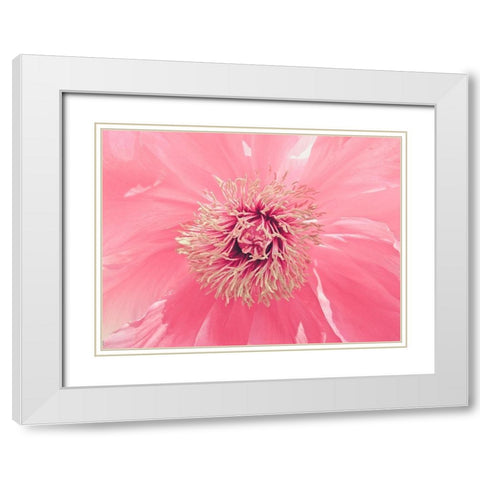 Pink Peony French Macaroon White Modern Wood Framed Art Print with Double Matting by Urban Epiphany