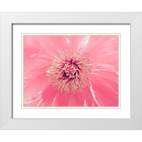 Pink Peony French Macaroon White Modern Wood Framed Art Print with Double Matting by Urban Epiphany