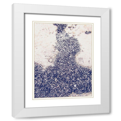 Shells 3 White Modern Wood Framed Art Print with Double Matting by Urban Epiphany