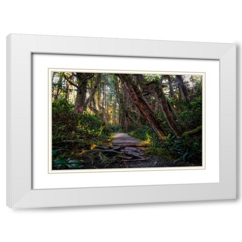 Path In The Forest White Modern Wood Framed Art Print with Double Matting by Kostka, Vladimir