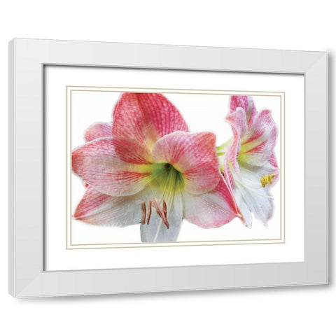 Pink Floral White Modern Wood Framed Art Print with Double Matting by Unknown