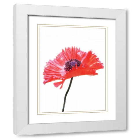 Pink Floral Two White Modern Wood Framed Art Print with Double Matting by Unknown