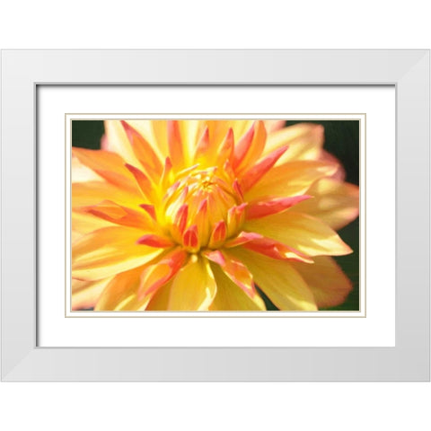 Yellow Orange Dahila 5 White Modern Wood Framed Art Print with Double Matting by Foschino, Suzanne