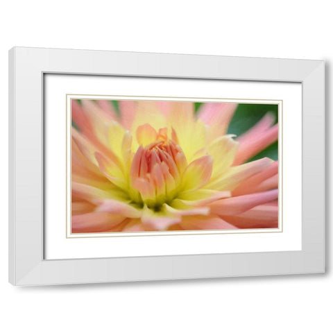 Yellow Orange Dahlia 6 White Modern Wood Framed Art Print with Double Matting by Foschino, Suzanne