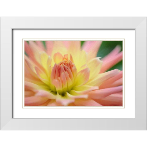 Yellow Orange Dahlia 6 White Modern Wood Framed Art Print with Double Matting by Foschino, Suzanne