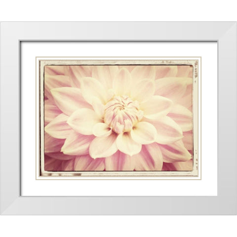 Pink Dahlia 6A Vintage White Modern Wood Framed Art Print with Double Matting by Foschino, Suzanne