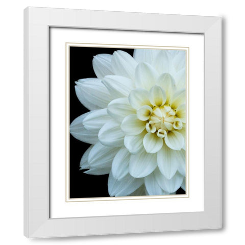 White Dahlia 5 White Modern Wood Framed Art Print with Double Matting by Foschino, Suzanne