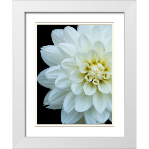 White Dahlia 5 White Modern Wood Framed Art Print with Double Matting by Foschino, Suzanne