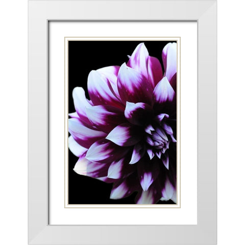 Purple Dahlia 26 White Modern Wood Framed Art Print with Double Matting by Foschino, Suzanne