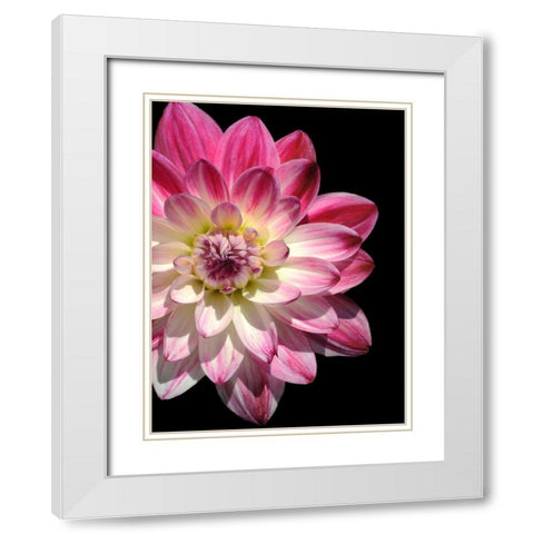Ombre Dahlia 16 White Modern Wood Framed Art Print with Double Matting by Foschino, Suzanne