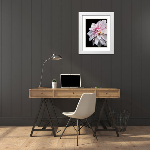 Pale Dahlia 10 White Modern Wood Framed Art Print with Double Matting by Foschino, Suzanne
