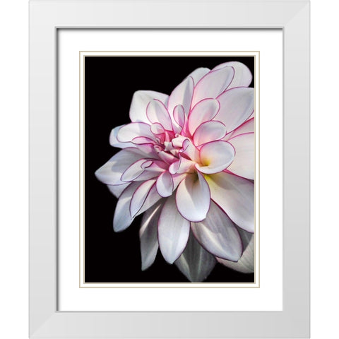 Pale Dahlia 10 White Modern Wood Framed Art Print with Double Matting by Foschino, Suzanne