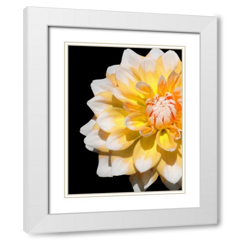 Cheerful Dahlia 28 White Modern Wood Framed Art Print with Double Matting by Foschino, Suzanne