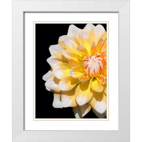 Cheerful Dahlia 28 White Modern Wood Framed Art Print with Double Matting by Foschino, Suzanne