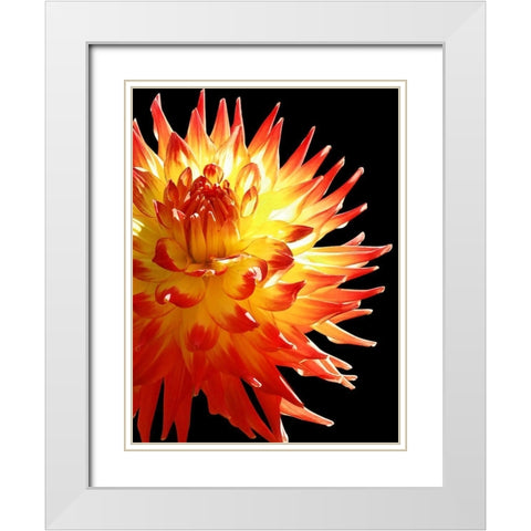 Fire Dahlia 31 White Modern Wood Framed Art Print with Double Matting by Foschino, Suzanne