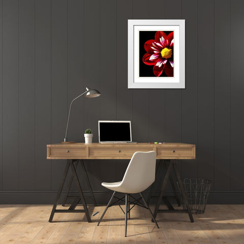 Ruby Dahlia 22 White Modern Wood Framed Art Print with Double Matting by Foschino, Suzanne
