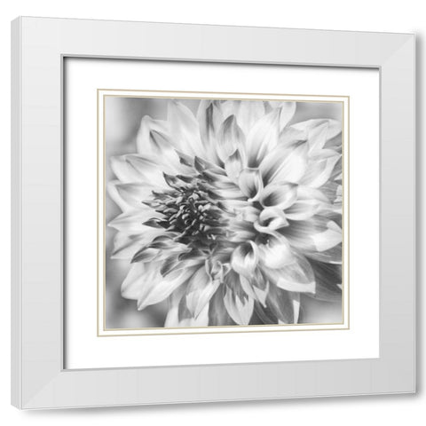 Black and White Dalia 1a White Modern Wood Framed Art Print with Double Matting by Foschino, Suzanne