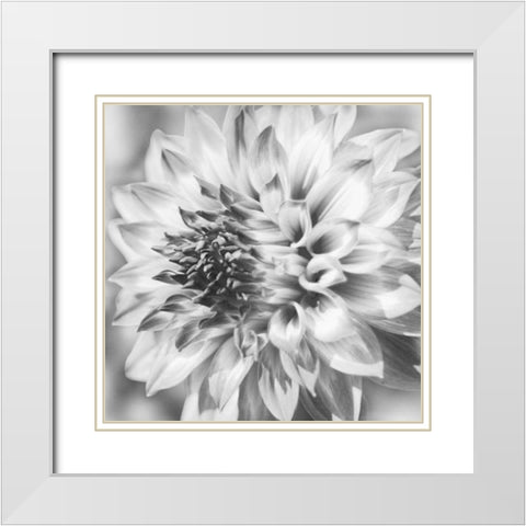 Black and White Dalia 1a White Modern Wood Framed Art Print with Double Matting by Foschino, Suzanne