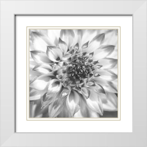 Black and White Dalia 4 White Modern Wood Framed Art Print with Double Matting by Foschino, Suzanne