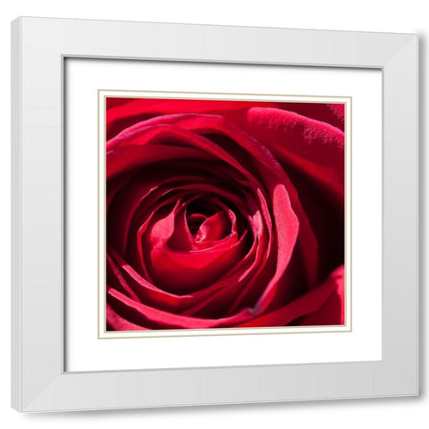 Rose 1 White Modern Wood Framed Art Print with Double Matting by Foschino, Suzanne