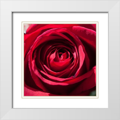 Rose 2 White Modern Wood Framed Art Print with Double Matting by Foschino, Suzanne
