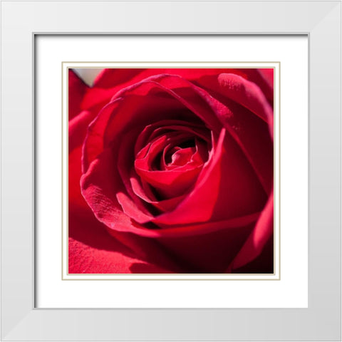 Rose 3 White Modern Wood Framed Art Print with Double Matting by Foschino, Suzanne