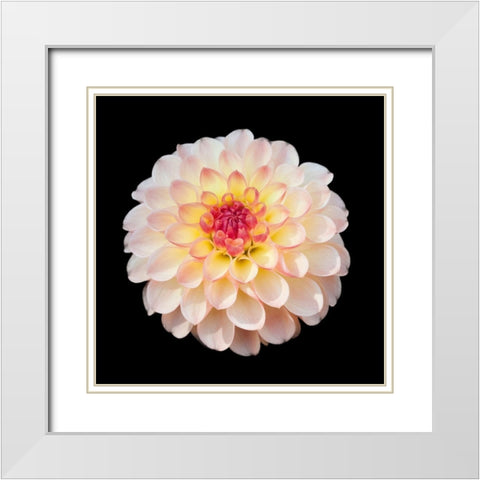Dahlia 1 White Modern Wood Framed Art Print with Double Matting by Foschino, Suzanne