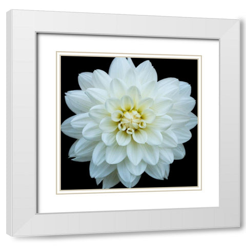 Dahlia 5 White Modern Wood Framed Art Print with Double Matting by Foschino, Suzanne