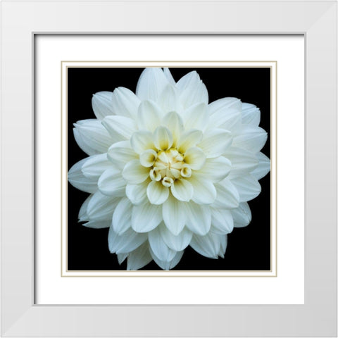 Dahlia 5 White Modern Wood Framed Art Print with Double Matting by Foschino, Suzanne